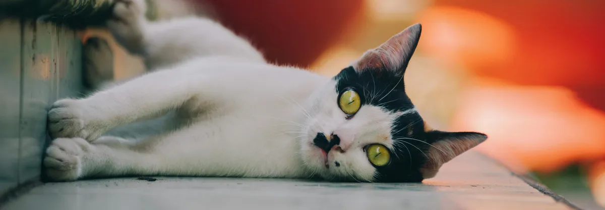 Food blog hero image